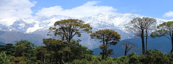 1820/Nature Bloom - Palampur 14.jpg